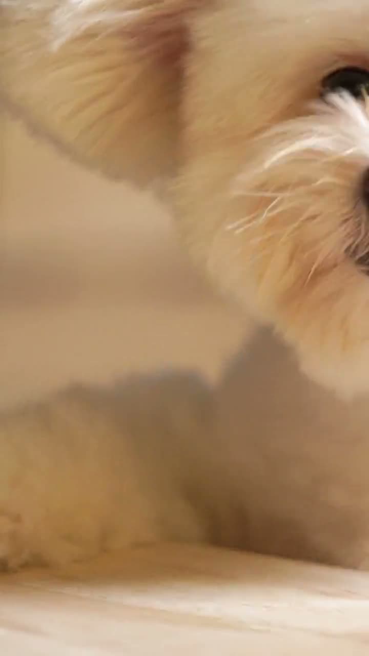 Max & Paw III